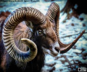 European Mouflon puzzle