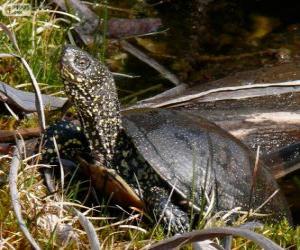 European pond turtle puzzle