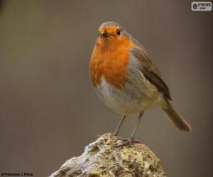 European Robin puzzle