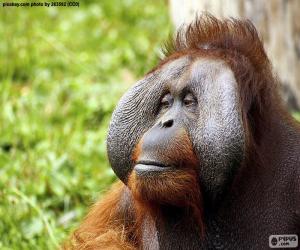 Face of a male Orangutan puzzle