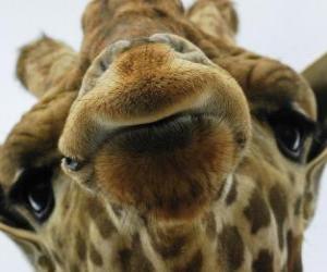 Face of giraffe puzzle
