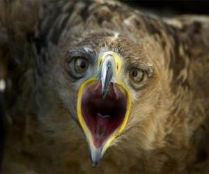 Falcon with open mouth puzzle