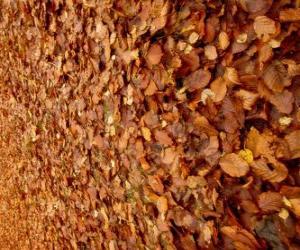 Fallen leaves on the ground, a typical image of autumn puzzle