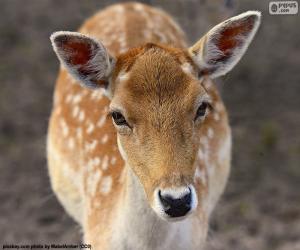 Fallow deer head puzzle