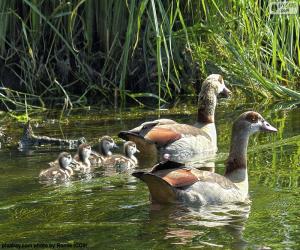 Family of Egyptian goose puzzle