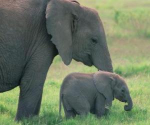 Family of elephants puzzle