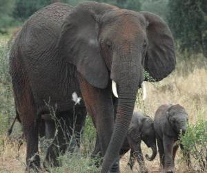 family of elephants puzzle