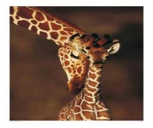 Family of giraffes puzzle