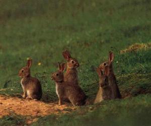 Family of rabbits out of their burrows puzzle