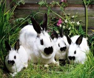 Family of rabbits puzzle