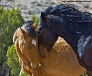 Female and male of mustang puzzle