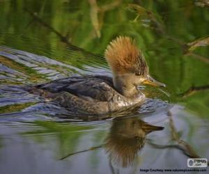 Female Hooded Merganser puzzle