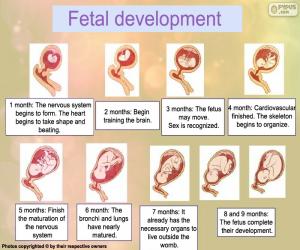 Fetal development (English) puzzle