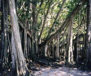 Ficus benghalensis puzzle