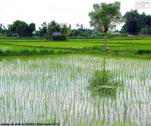 Field of rice, Indonesia puzzle