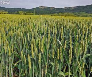 Field of spring cereals puzzle