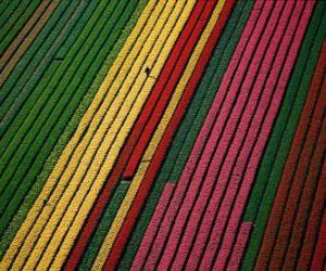 Field of tulips in Holland puzzle