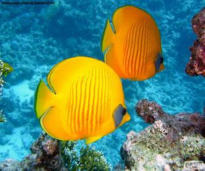 Fish Butterfly lemon puzzle