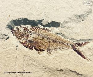 Fish fossil puzzle