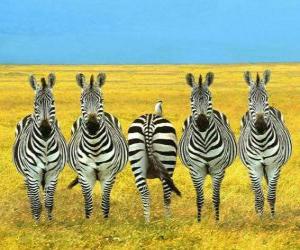 Five zebras puzzle