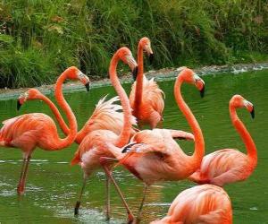 Flamingos in the water, big aquatic birds with pink plumage puzzle