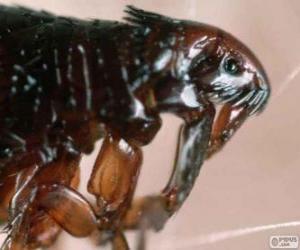 Flea seen at microscopy, external parasite puzzle