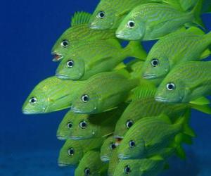 Flock of Green fish puzzle