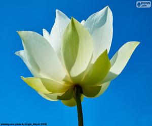 Flower Lotus White puzzle