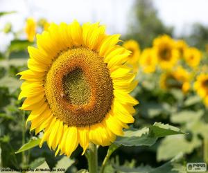 Flower of sunflower puzzle