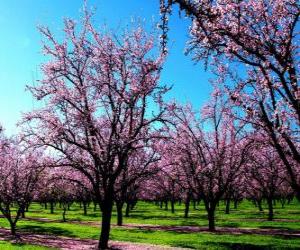 Flowering almond trees in spring puzzle