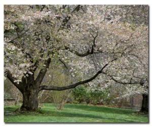 Flowering tree puzzle