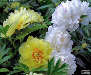 Flowers of peony puzzle