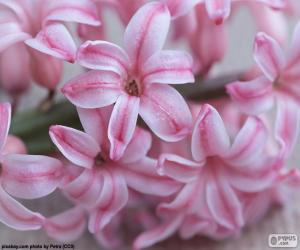 Flowers Roses of the hyacinth puzzle