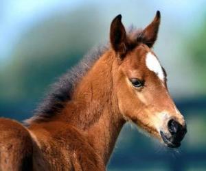 Foal beautiful puzzle