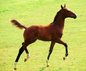 foal troting by the prairie puzzle