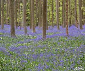 Forest Hallerbos, Belgium puzzle