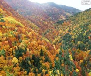 Forest in autumn colors puzzle