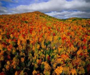Forest in Quebec, Canada puzzle