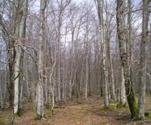 Forest without leaves in winter puzzle