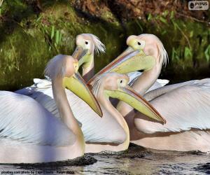 Four pink pelicans puzzle