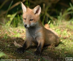 Fox puppy puzzle