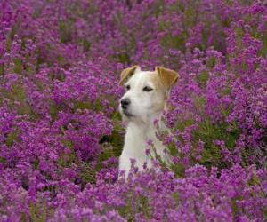 Fox Terrier in the field puzzle