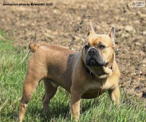 French Bulldog puzzle