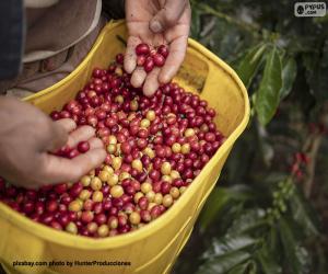 Freshly harvested coffee puzzle