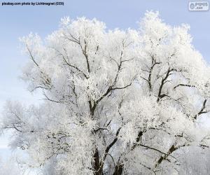 Frost-coated tree puzzle