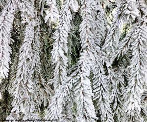 Frozen branches of fir puzzle