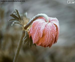 Frozen flower puzzle