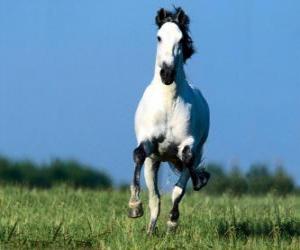 Galloping horse puzzle