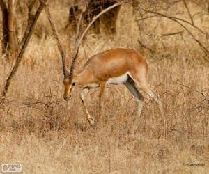 Gazella bennettii puzzle