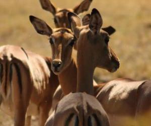 Gazelles puzzle